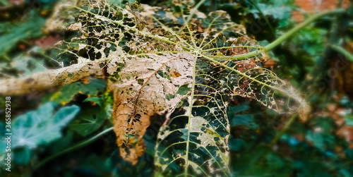 Wallpaper Mural Green plant leaf Torontodigital.ca