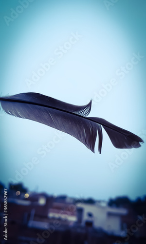 Wallpaper Mural Feather of bird Torontodigital.ca