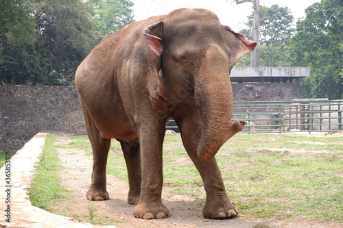 The Sumatran elephant is one of three recognized subspecies of the Asian elephant, and native to the Indonesia island of Sumatra