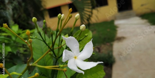Wallpaper Mural Green plant leaf Torontodigital.ca