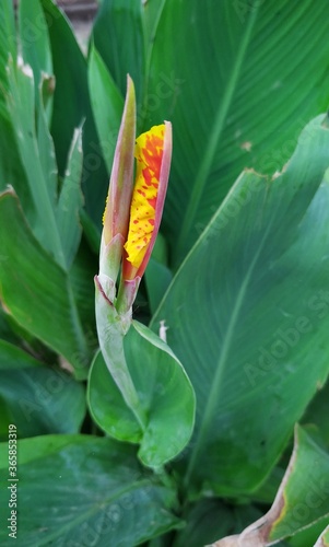 Wallpaper Mural Green plant leaf Torontodigital.ca