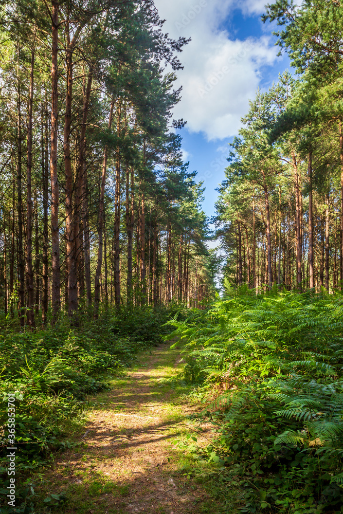 Obraz premium A pathway through woodland in Sussex on a sunny summers day
