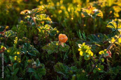 Ripe cloudberry in the Finnish marshlands ready to be picked up. Food from forest surrounded by green.