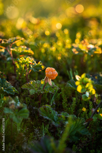 Ripe, golden cloudberry in the setting sun in Finnish nature. 