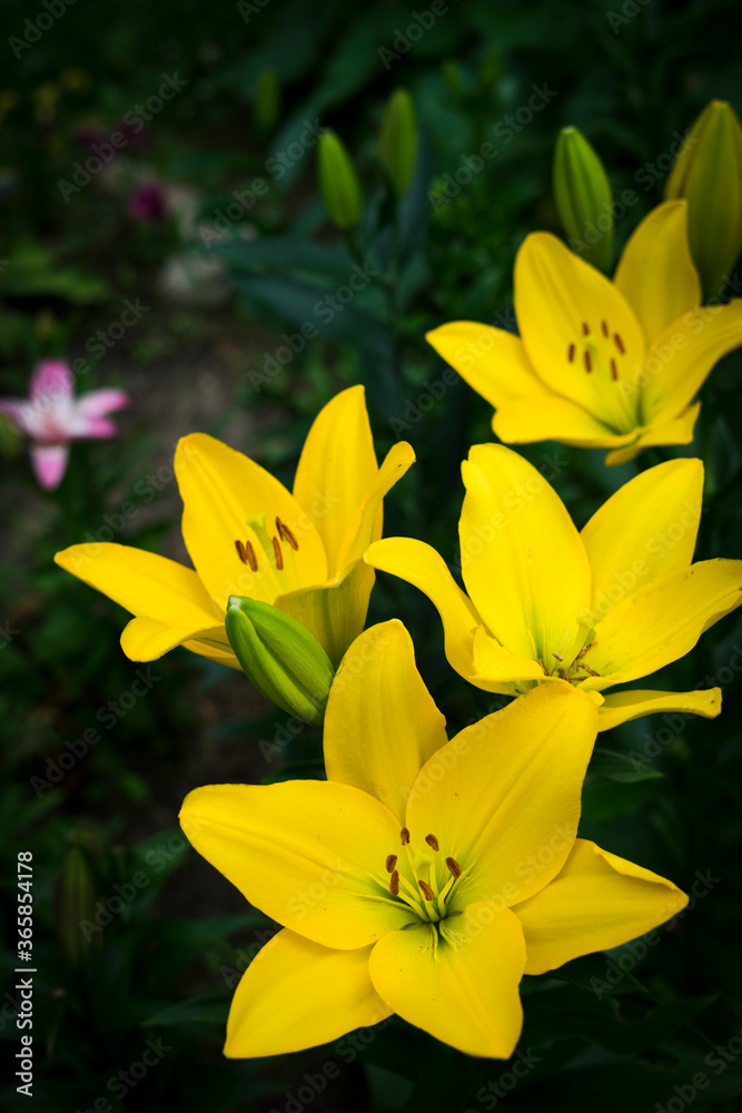 yellow lily flowers in the garden yellow lily flowers in the garden