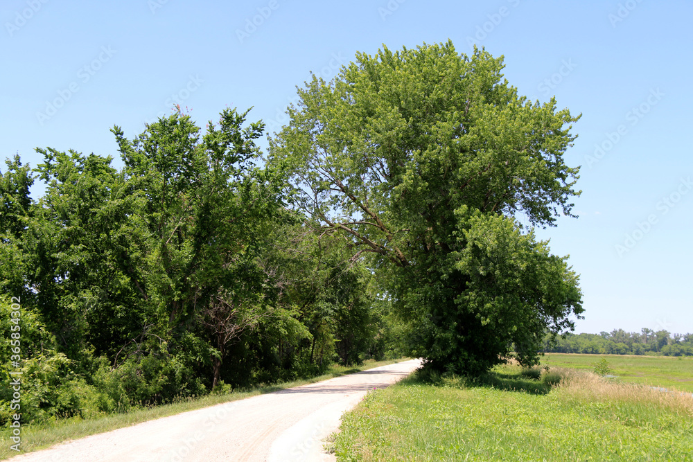 a calm gravel dirt road running through lush green trees lined with grass with a bright blue sky above perfect for seasonal marketing as well as cards posters signs and background backdrop wallpaper