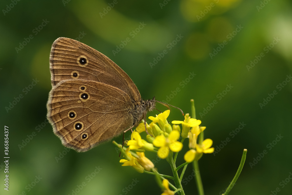 Brown butterfly peephole floral on a green background in natural habitat Moscow region Brown butterfly peephole floral on a green background in natural habitat Moscow region