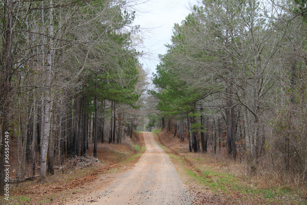 Fototapeta premium a tranquil hillside dirt road lined with fallen leaves and brush through a winter forest perfect for seasonal marketing as well as cards posters signs and background backdrop wallpaper