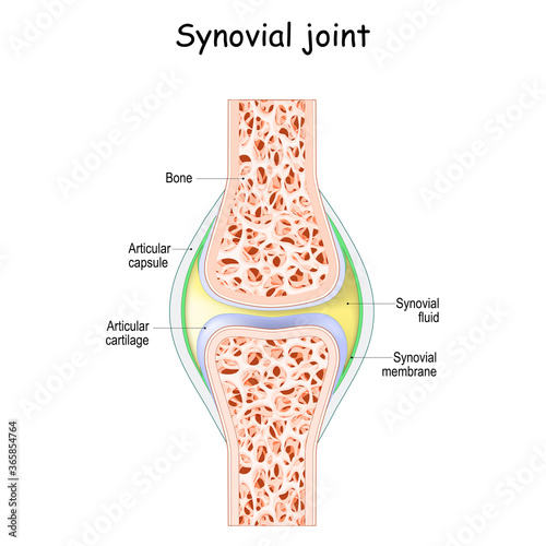 Synovial joint anatomy. photo