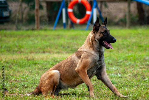 Fotografía Pastor Belga Malinois