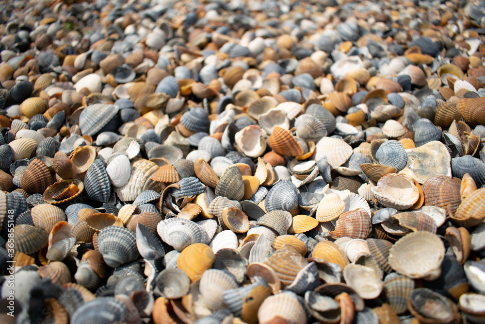 Seashells and clams on coastal sands Seashells and clams on coastal sands