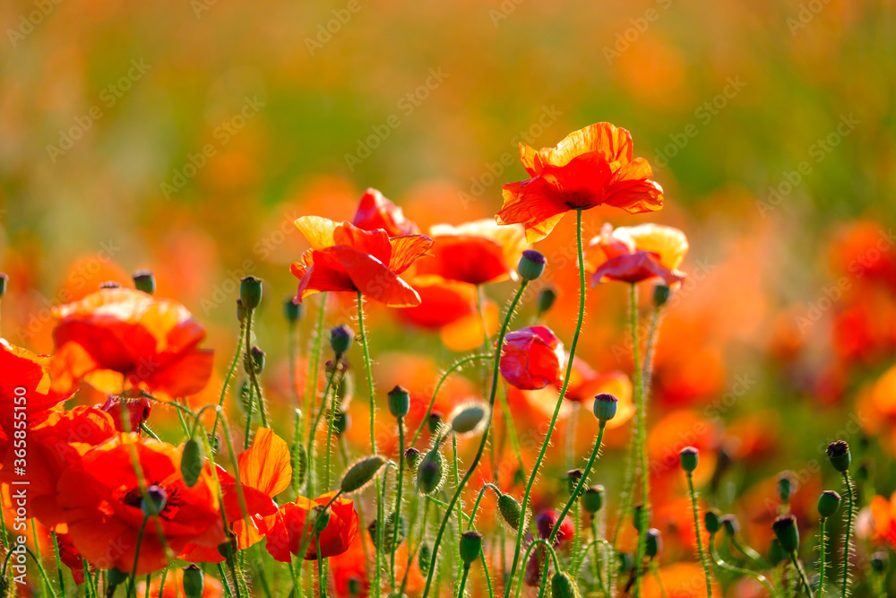 Obraz premium Kwitnące czerwone maki na letniej łące