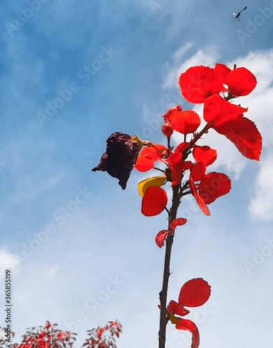 red flowers against blue sky