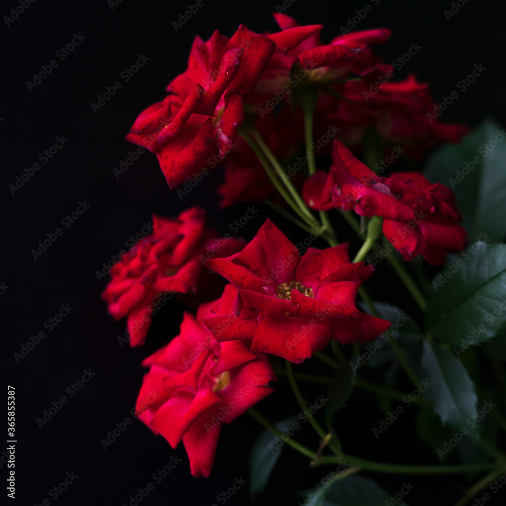 red rose on black background red rose on black background