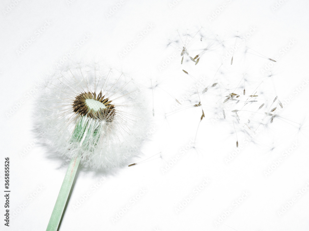 Delicate white dandelion. Transparent flower. Very beautiful