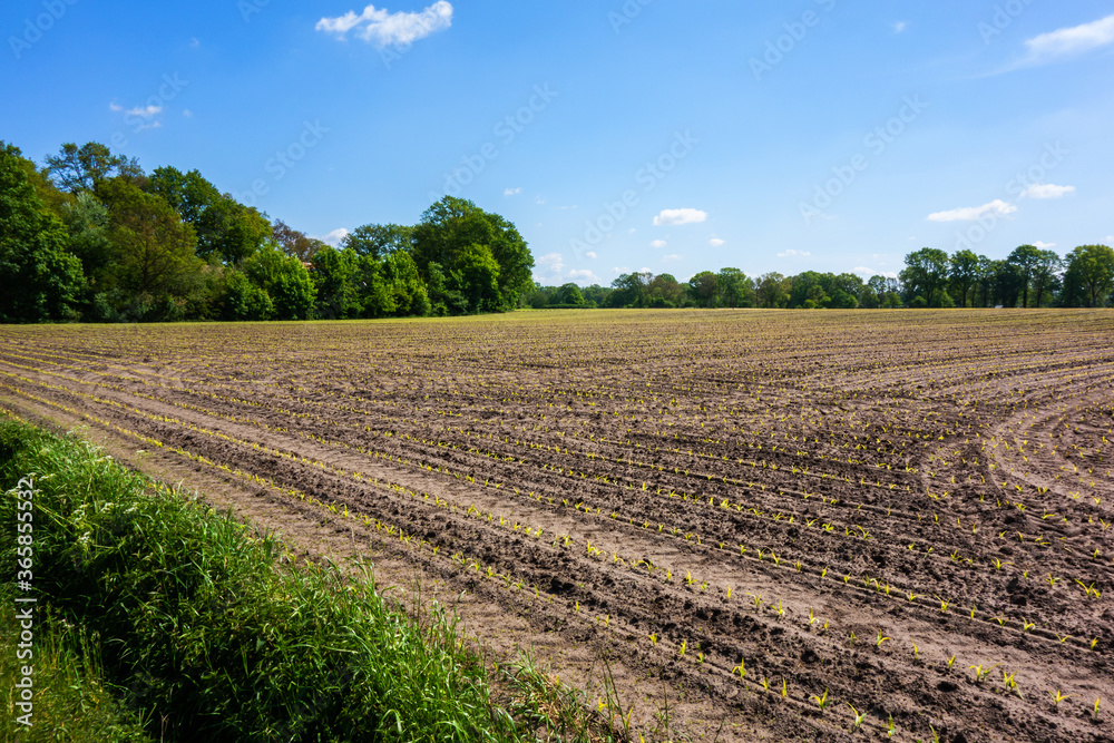 Arable land with young corn plants
Arable land with young corn plants