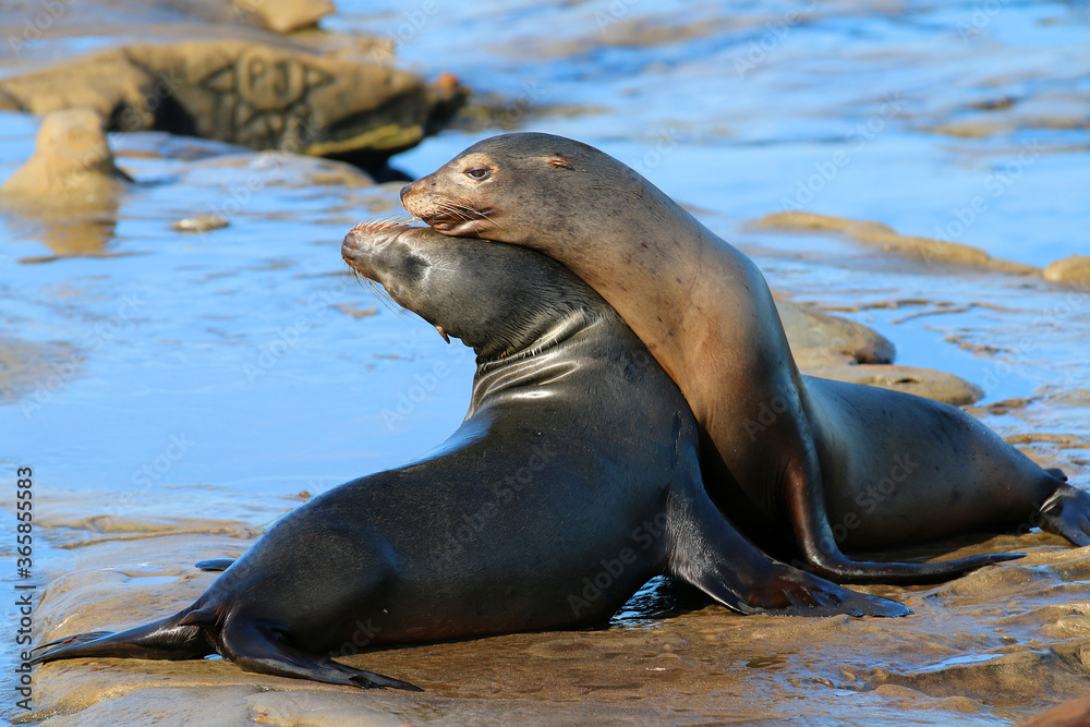 Naklejka premium California sea lions in La Jolla, CA