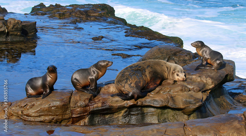 California sea lions in La Jolla, CA