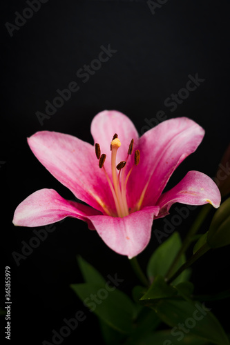 pink lily on black background