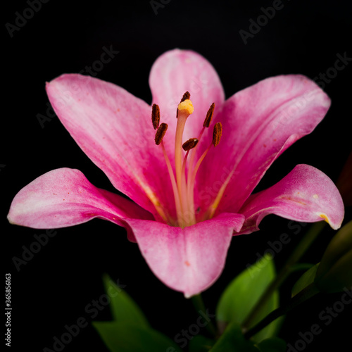 pink lily on black background