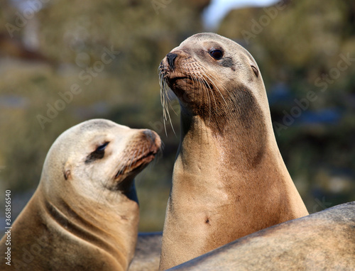 California sea lions in La Jolla, CA