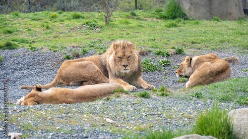 Lion, zoo de Vincennes, Paris 
