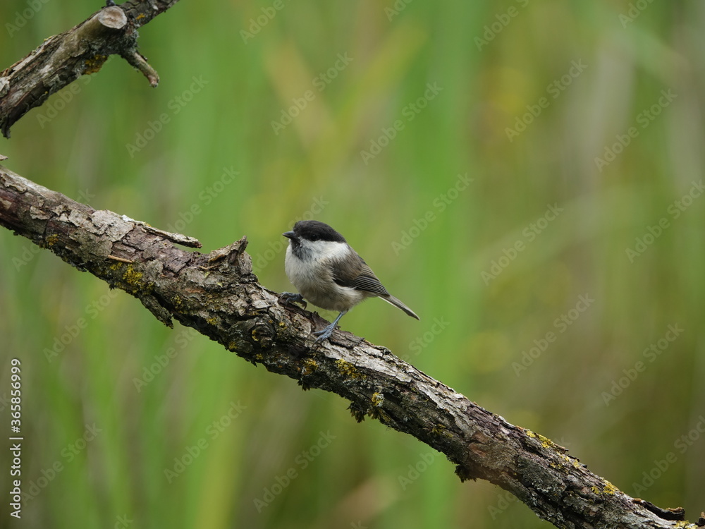 Fototapeta premium willow tit (Poecile montanus)