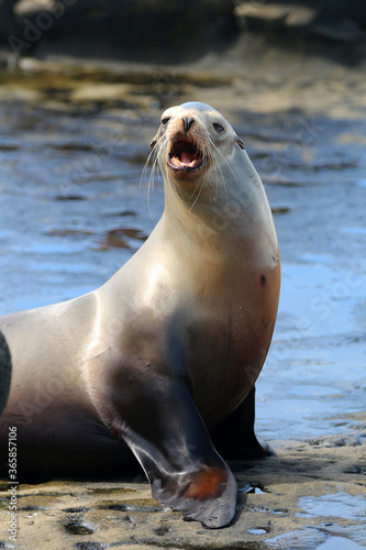 California sea lions in La Jolla  CA