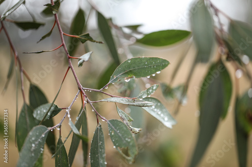 Australian gum tree leaves and gumnuts close up covered in water droplets after winter rain photo