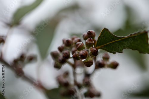 Australian gum tree leaves and gumnuts close up covered in water droplets after winter rain photo