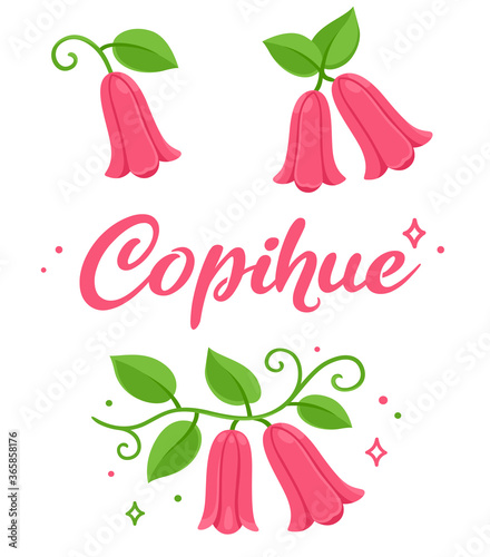 Copihue flower illustration set