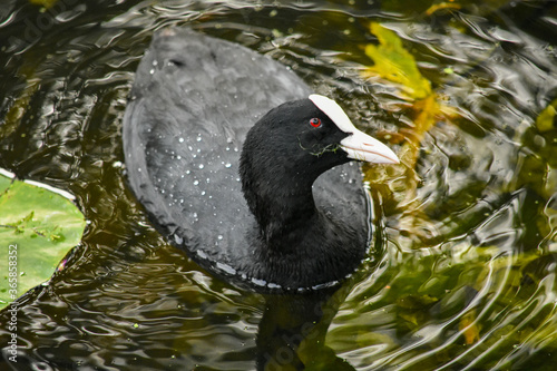 Eurasian coot, having a weed in its beak, curiously looking into the camera. It was swimming and looking for food in the pond in Hoofddorp, Netherlands. photo