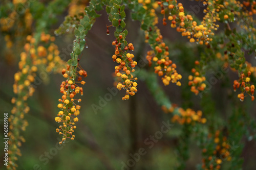 Close up image of Australian wattle tree covered in water droplets after rain