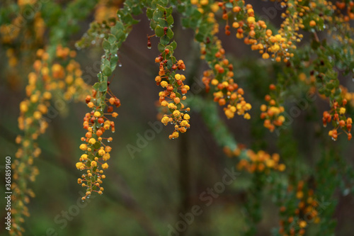 Close up image of Australian wattle tree covered in water droplets after rain photo