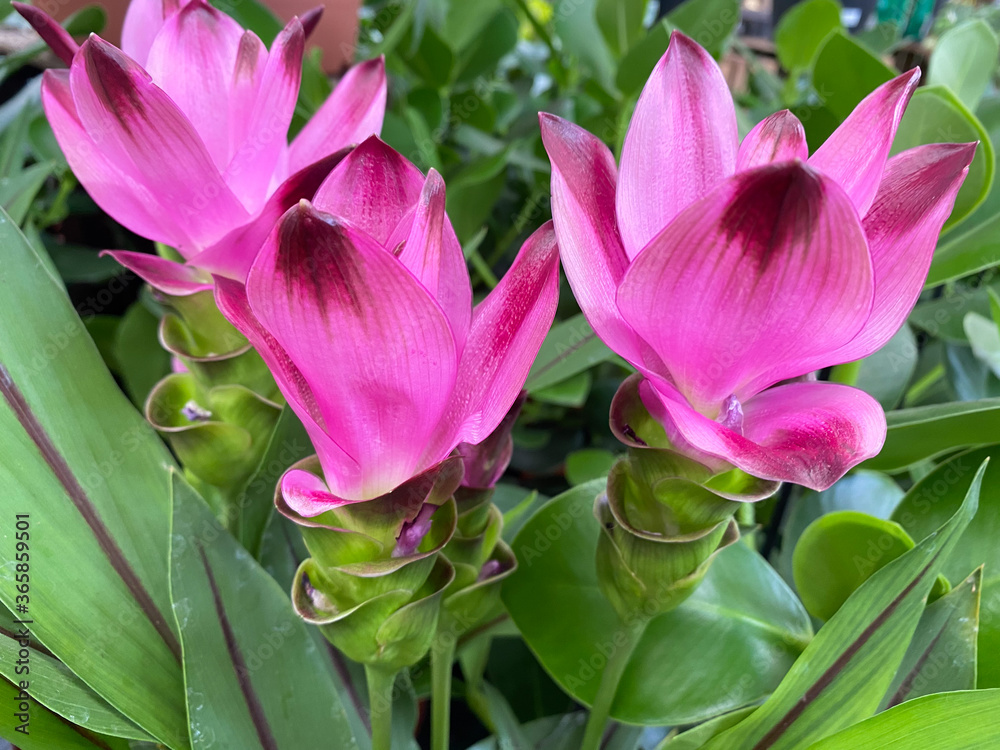 Top view closeup of isolated beautiful pink turmeric flowers (curcuma aromatica) with green leaves