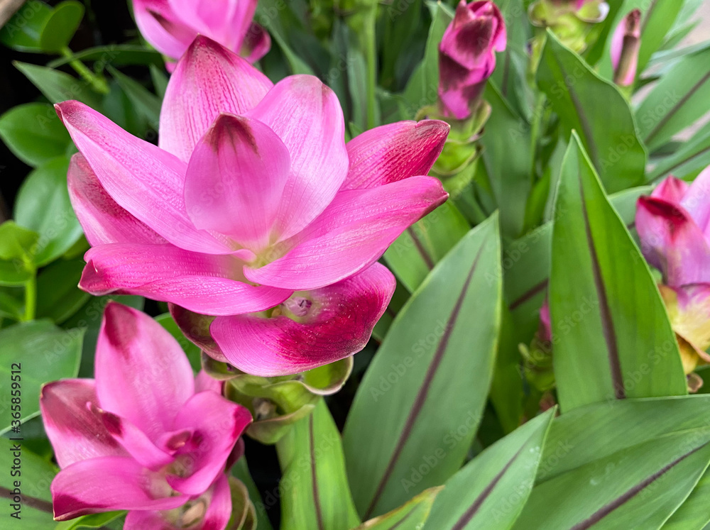 Top view closeup of isolated beautiful pink turmeric flowers (curcuma aromatica) with green leaves Top view closeup of isolated beautiful pink turmeric flowers (curcuma aromatica) with green leaves