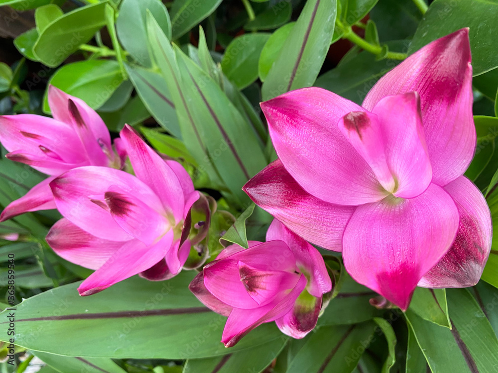 Top view closeup of isolated beautiful pink turmeric flowers (curcuma aromatica) with green leaves Top view closeup of isolated beautiful pink turmeric flowers (curcuma aromatica) with green leaves