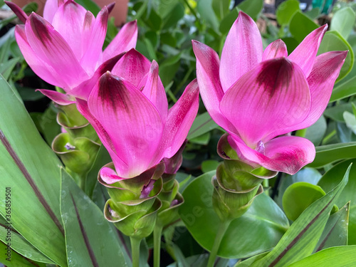 Top view closeup of isolated beautiful pink turmeric flowers  curcuma aromatica  with green leaves