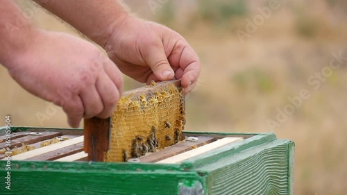 The Beekeeper Returns the Honey Frame with Bees in the Wooden Hive After Examination. Bees on the Apiary Continue to Collect Fresh Honey.