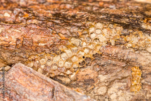 Old abondoned honeycomb cells on a tree branch in the forest