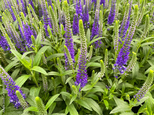 Top view on isolated purple countless flowers (veronica spicata) with green leaves photo