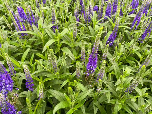 Top view on isolated purple countless flowers (veronica spicata) with green leaves photo