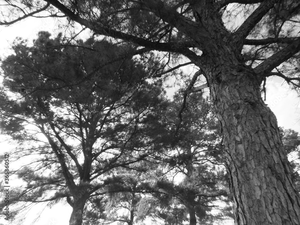 Fototapeta premium trees in the park