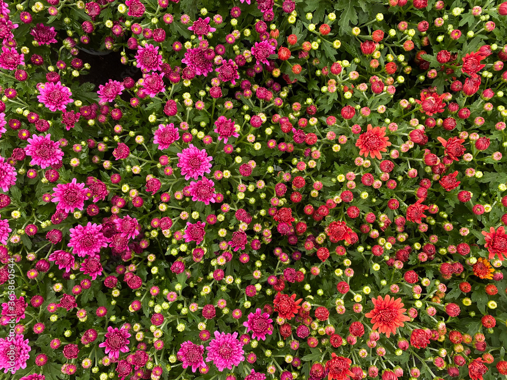 Top view on isolated red and purple countless chrysantemum flowers with green leaves