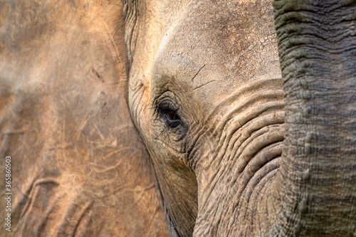 "15"
.
< Species: African bush elephant (Loxodonta africana) >
.
< Location: Murchison Falls National Park, Uganda 🇺🇬>