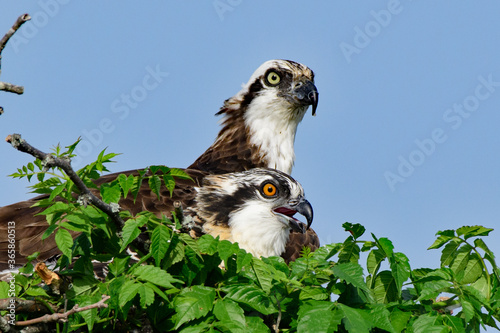 Cuadro en lienzo Shots of Osprey along the Chesapeake Bay.