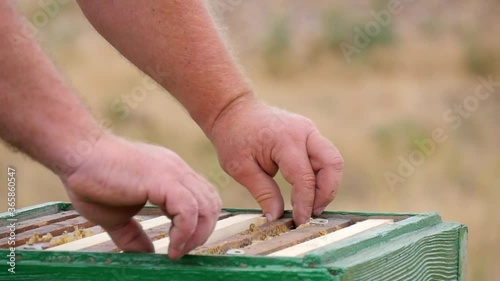 Beekeeper Pulls a Wooden Frame with Honey Out of the Beehive. The Bees Have Built Honeycombs and Filled this Wax Combs with Sweet Nectar.
