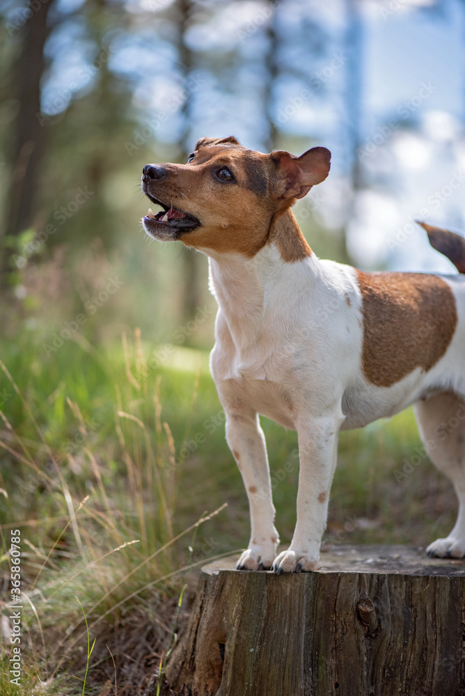 Jack Russell Terrier stands in the forest on a stump. Close-up photographed.