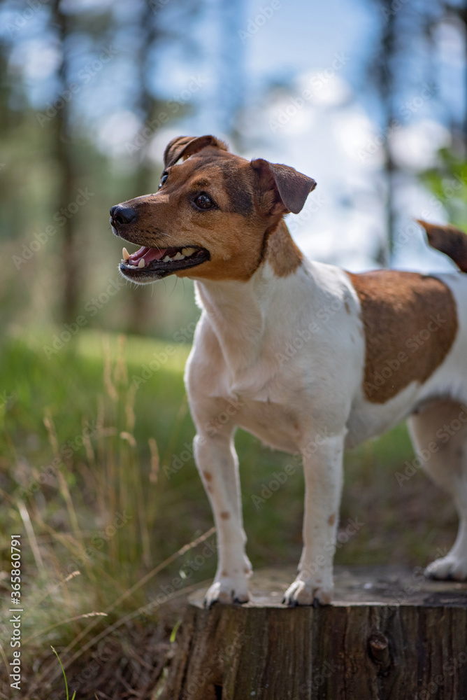 Jack Russell Terrier stands in the forest on a stump. Close-up photographed. Jack Russell Terrier stands in the forest on a stump. Close-up photographed.