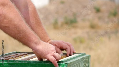 All Frames are Rearranged by the Apiarist in the Hive. The Beekeeper's Hands Carefully Move Each Bee Frame with Honeycombs to their Place.